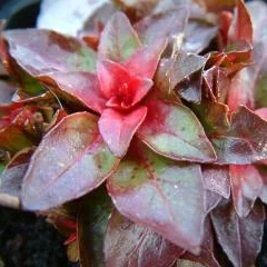 Oenothera fruticosa 'Erica Robin' b.jpg
