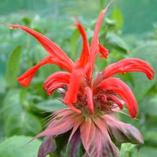 Monarda 'Jacob Cline' a.jpg