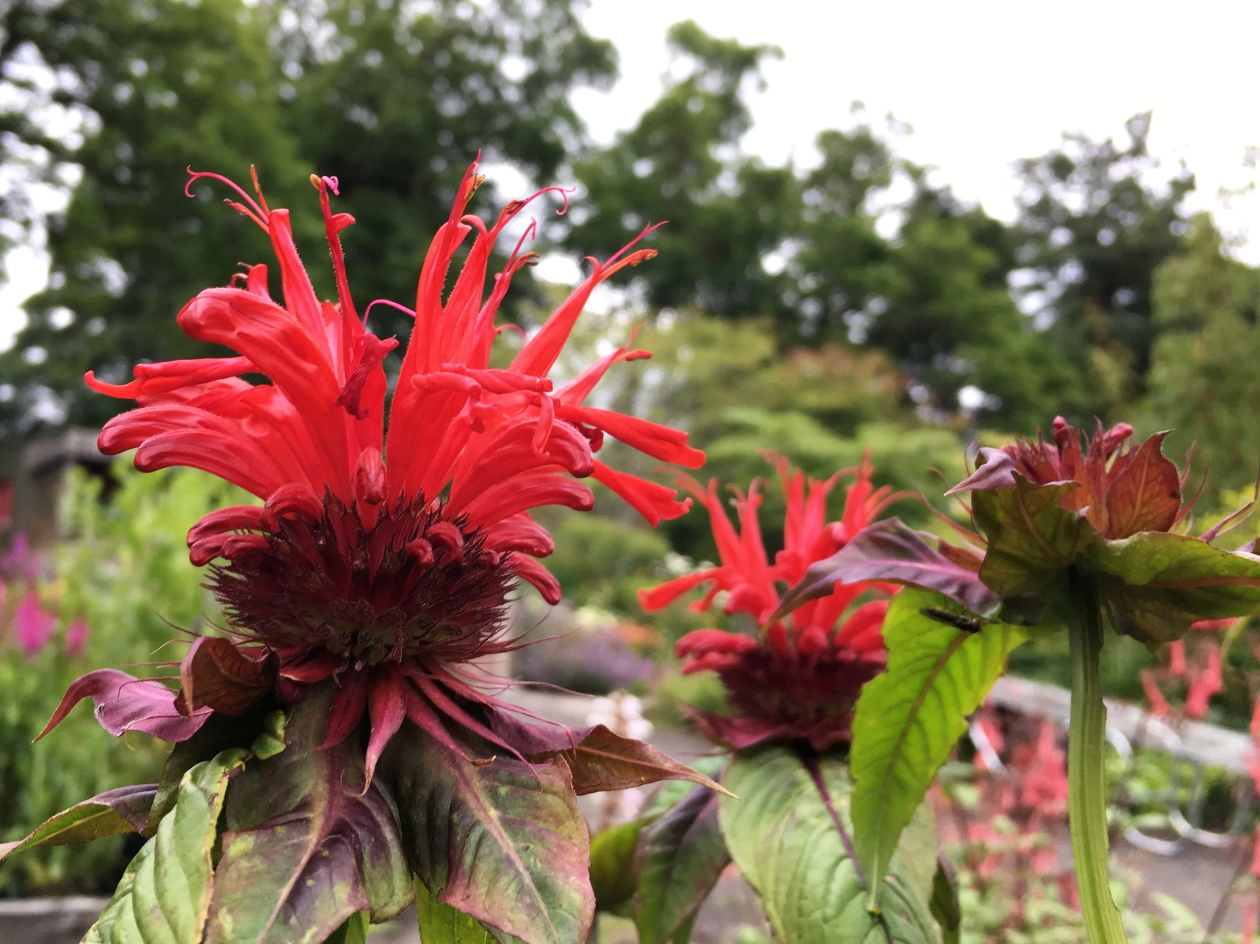 Monarda 'Jacob Cline'.jpg