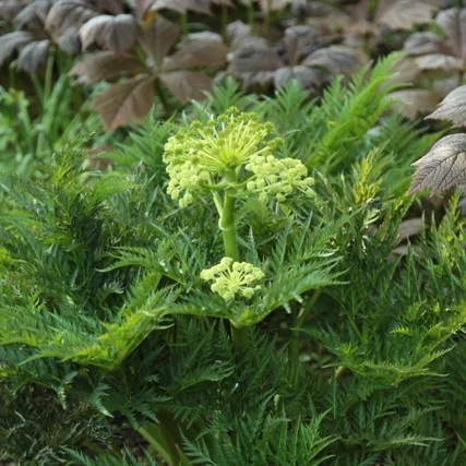 Molopospermum peloponnesiacum b.jpg