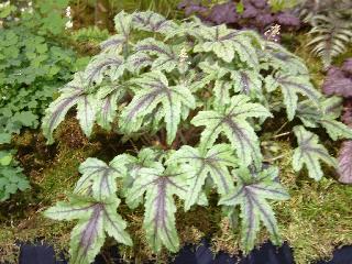 x Heucherella 'Kimono'