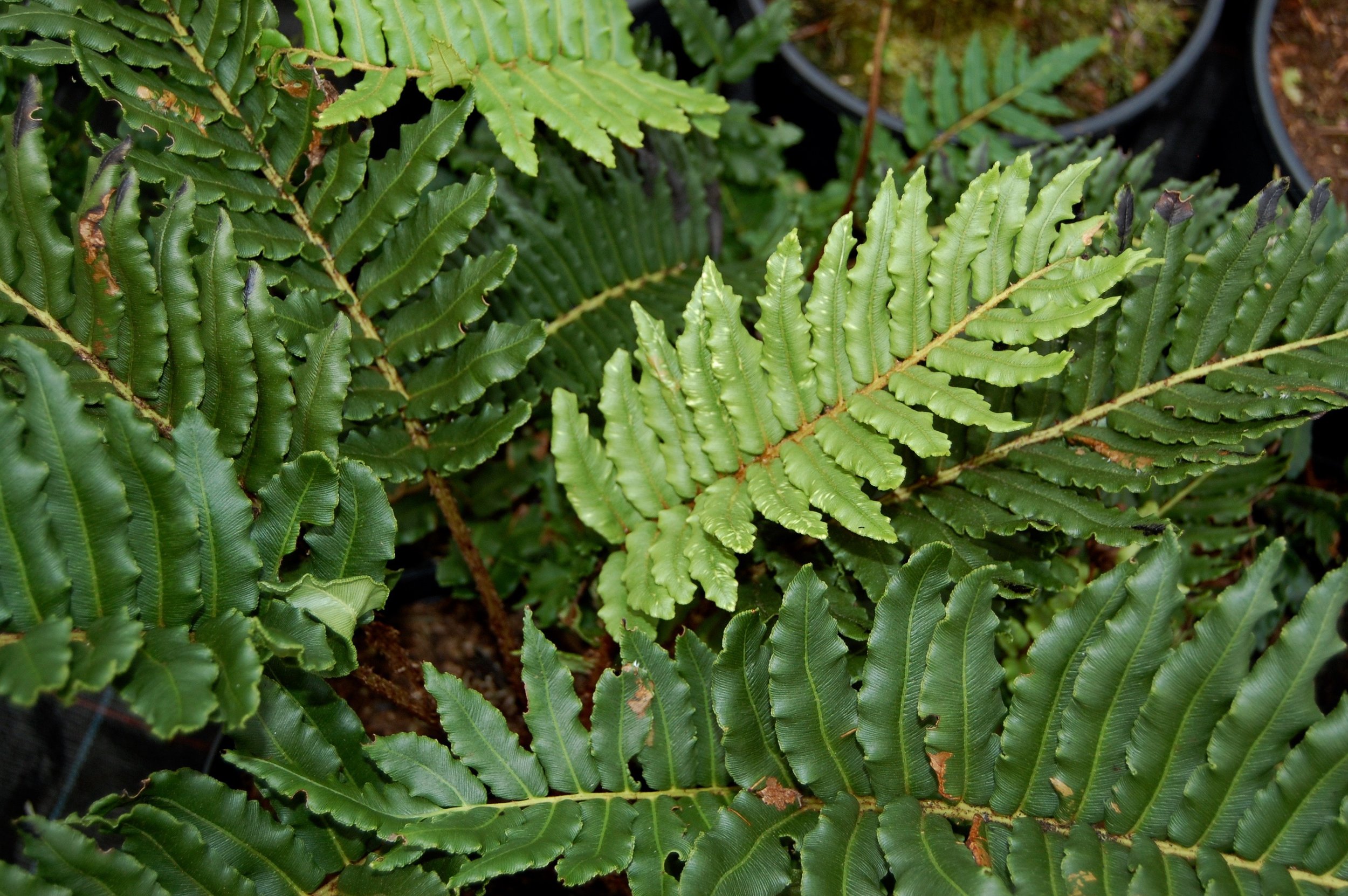 Blechnum chilense b.jpg