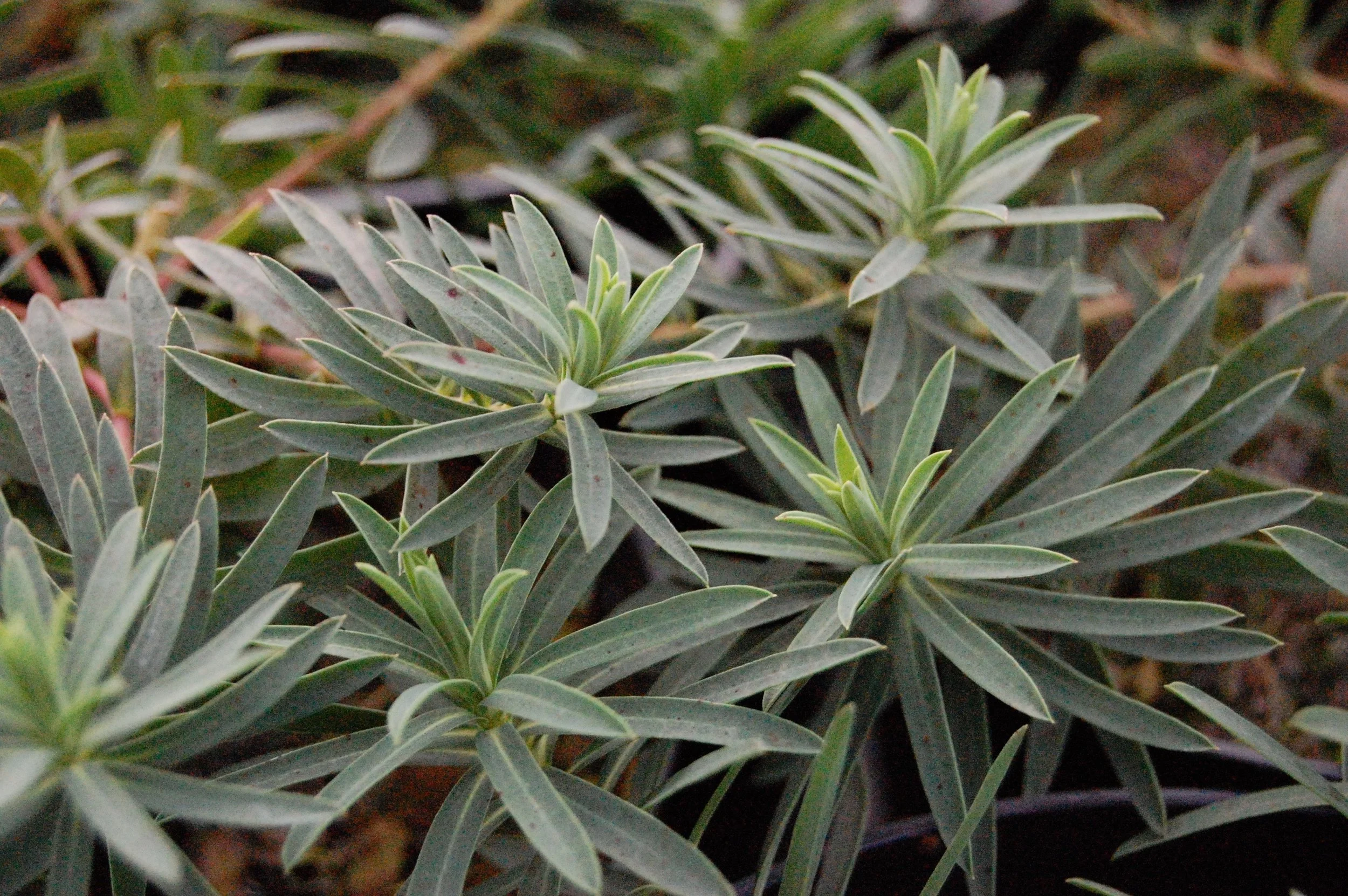 Euphorbia 'Abbey Dore' a.jpg