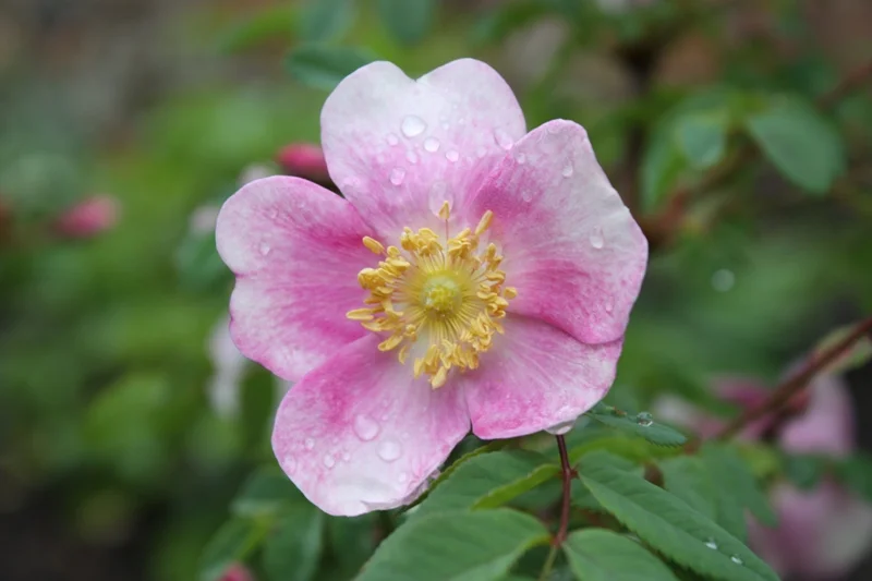 Rosa spinosissima 'Mary, Queen of Scots'