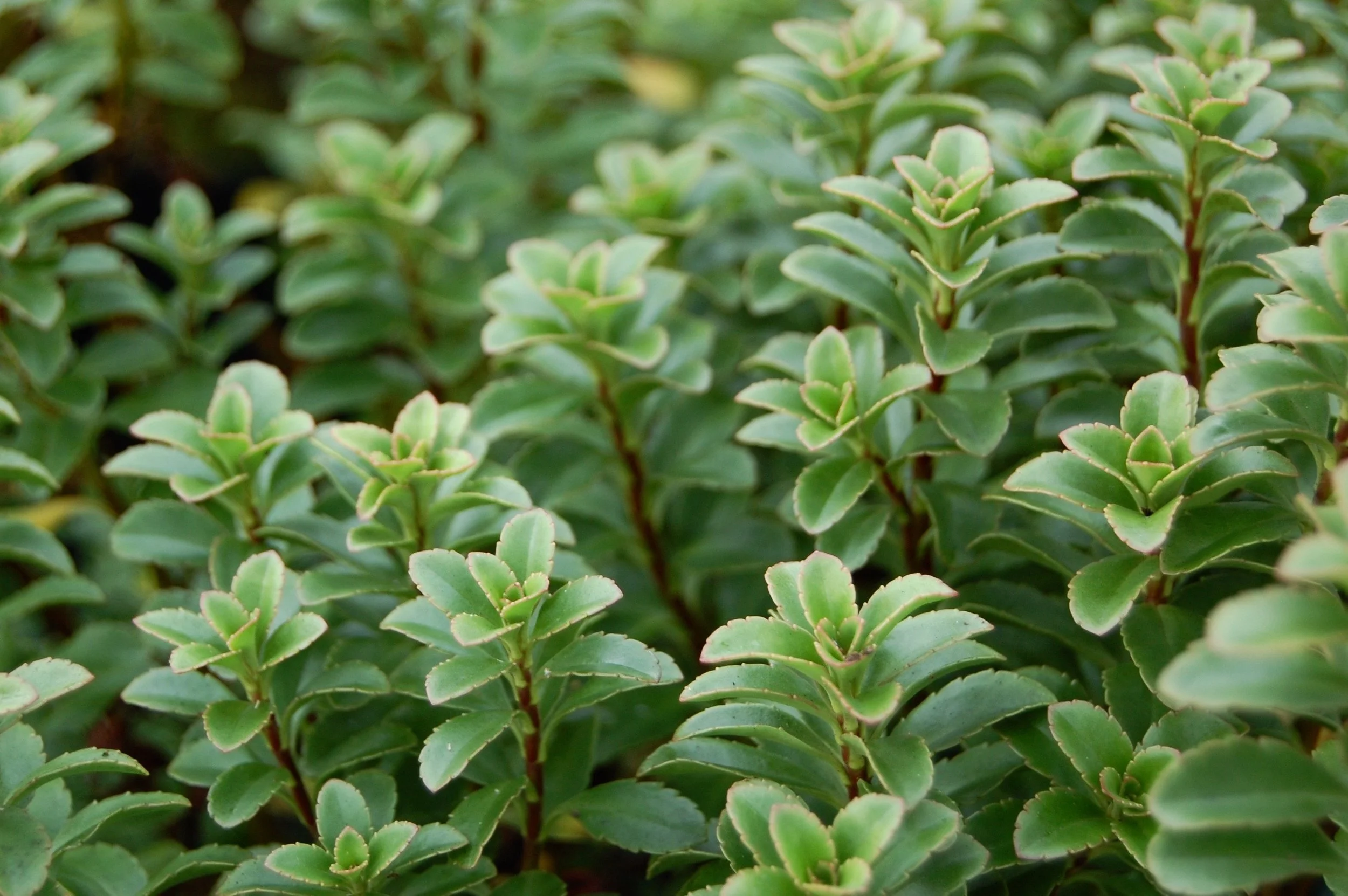Image of Hebe macrantha plant