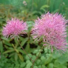 Thalictrum aquilegifolium 'Thundercloud' a.jpg