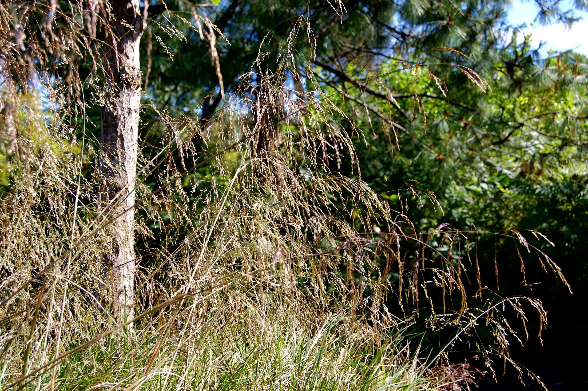 Deschampsia Schotland 2.jpg
