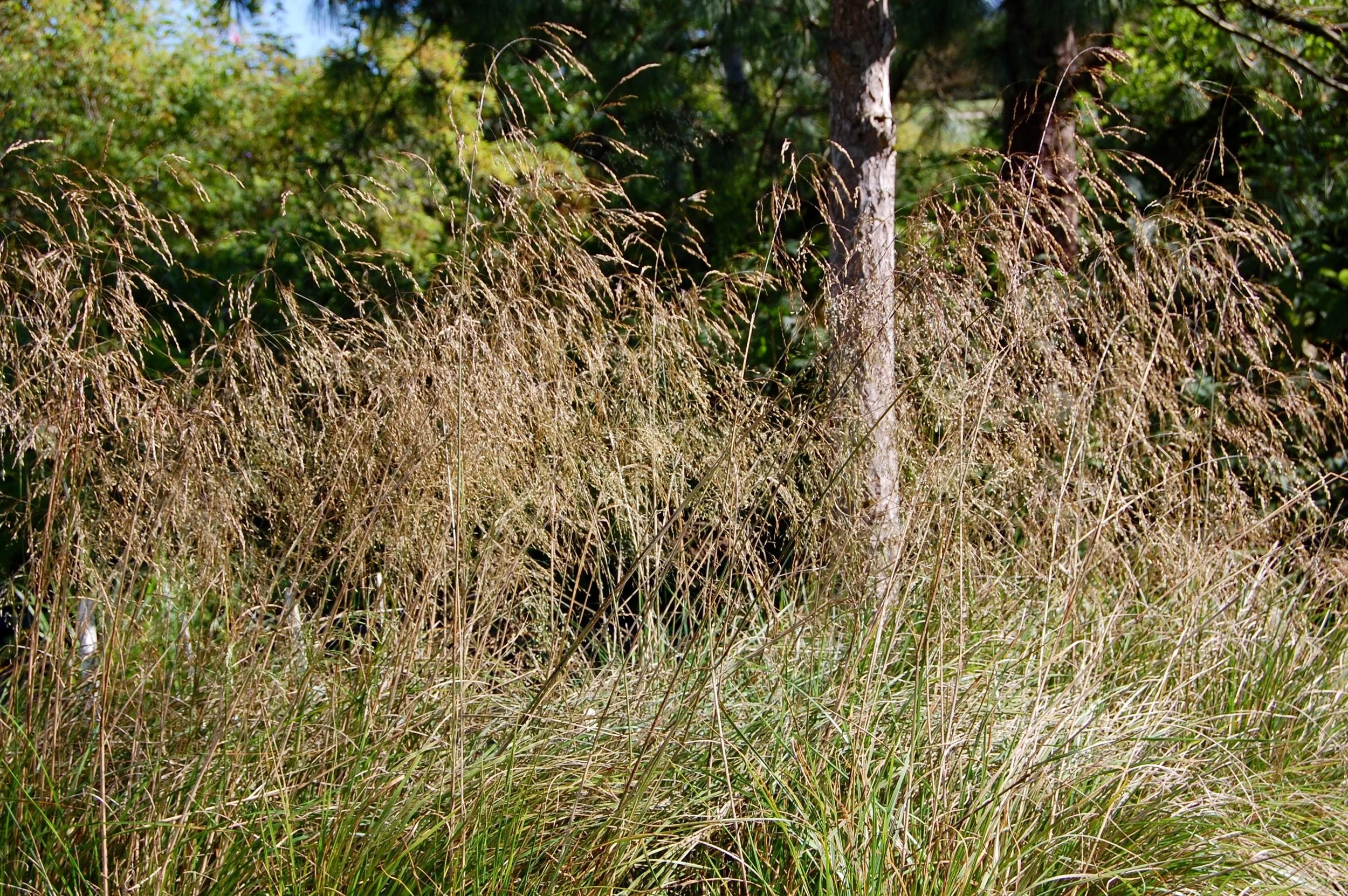 Deschampsia Schotland 3.jpg