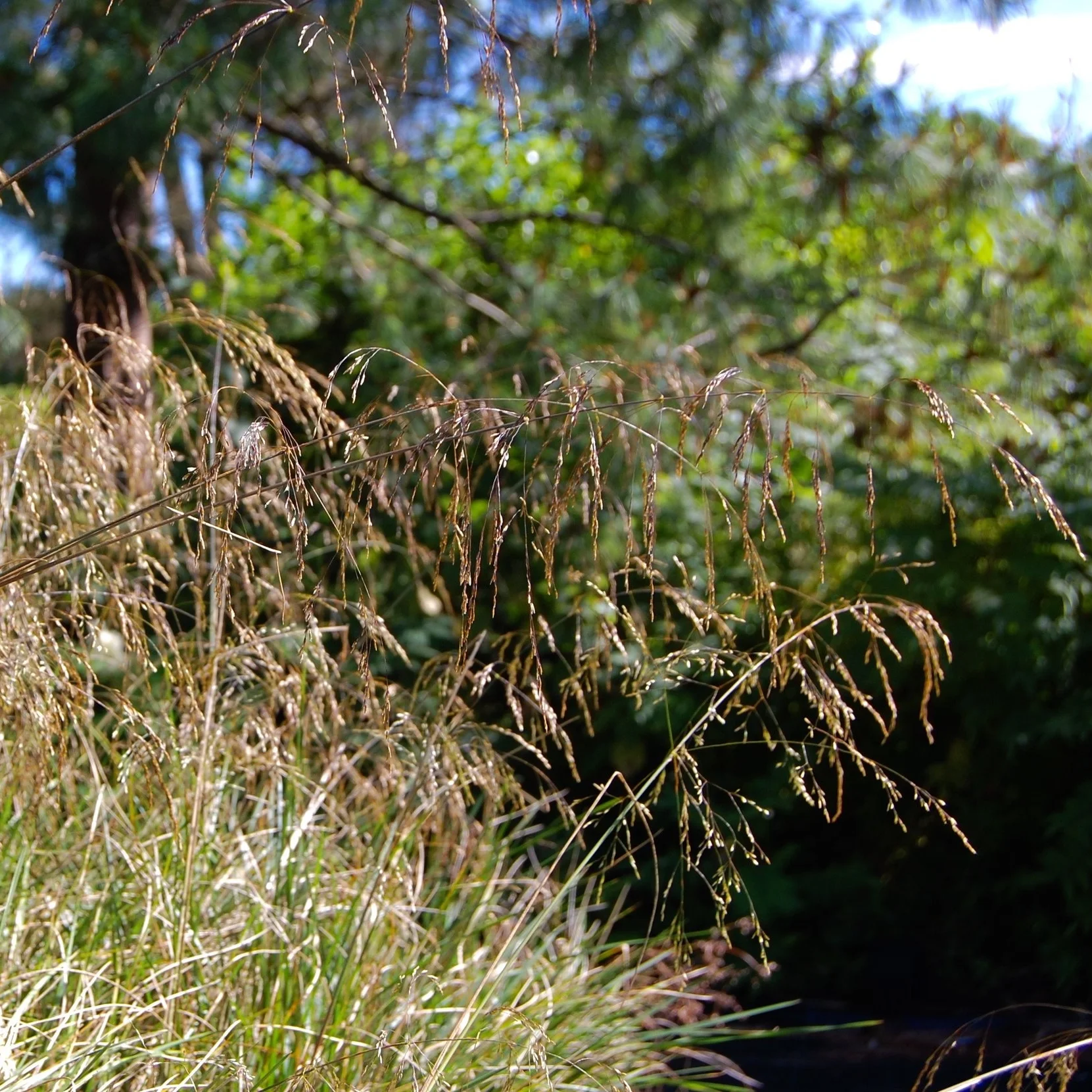 Deschampsia Schotland 1.jpg