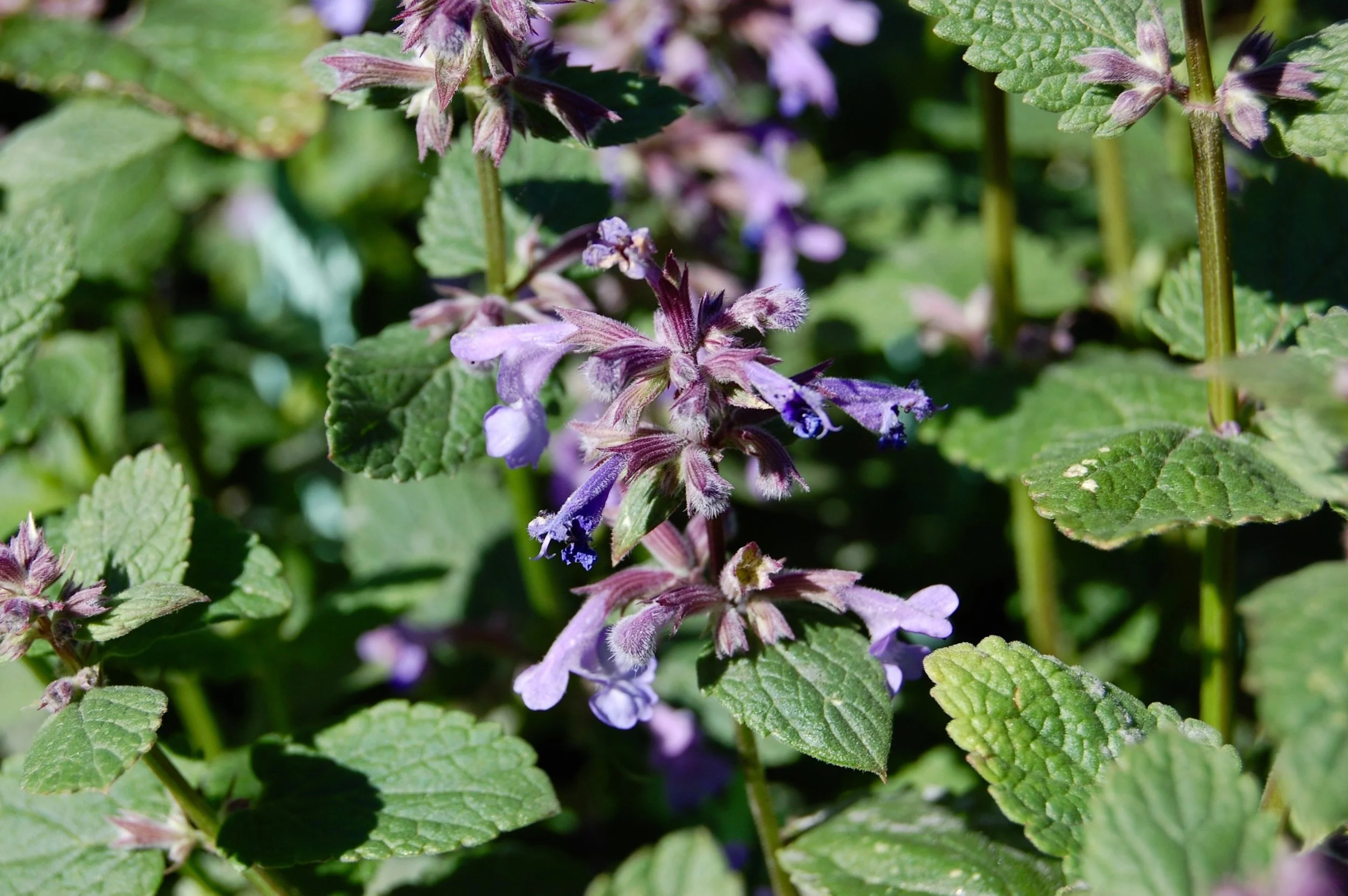 Nepeta Bramdean 1.jpg