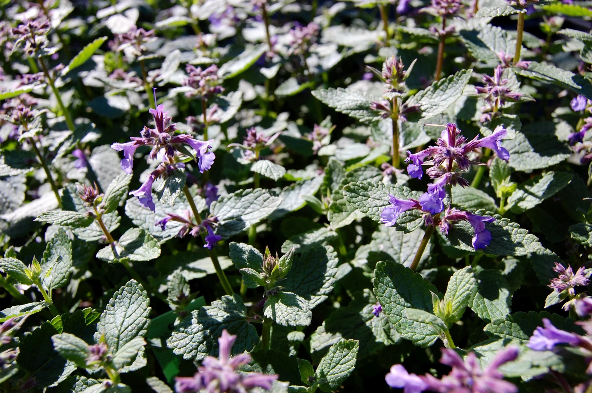 Nepeta Bramdean 2.jpg