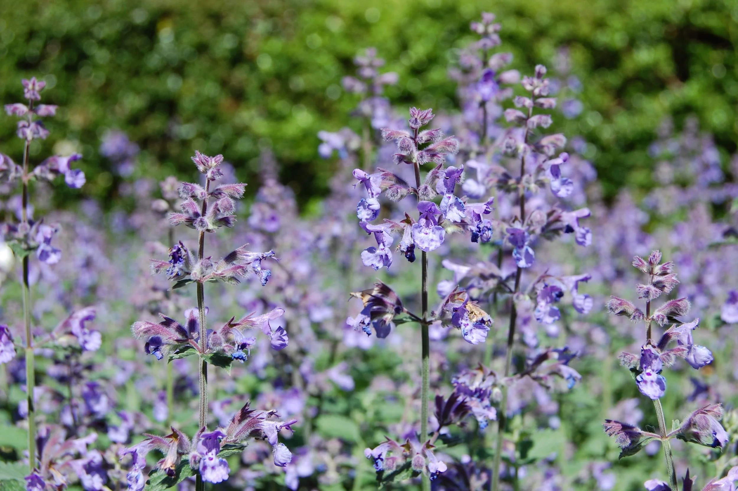 Nepeta Six Hills Giant 1.jpg