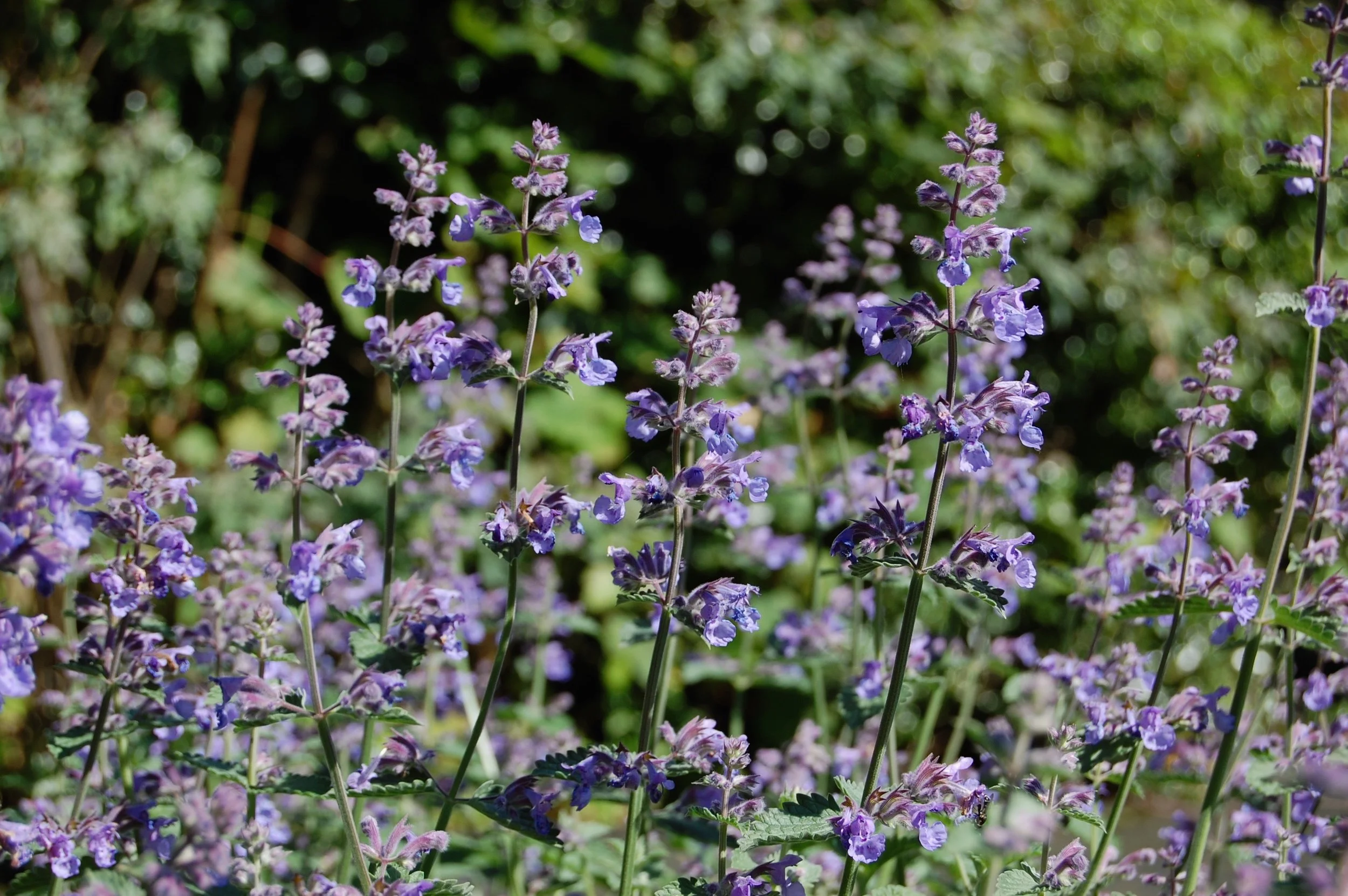 Nepeta Six Hills Giant 2.jpg