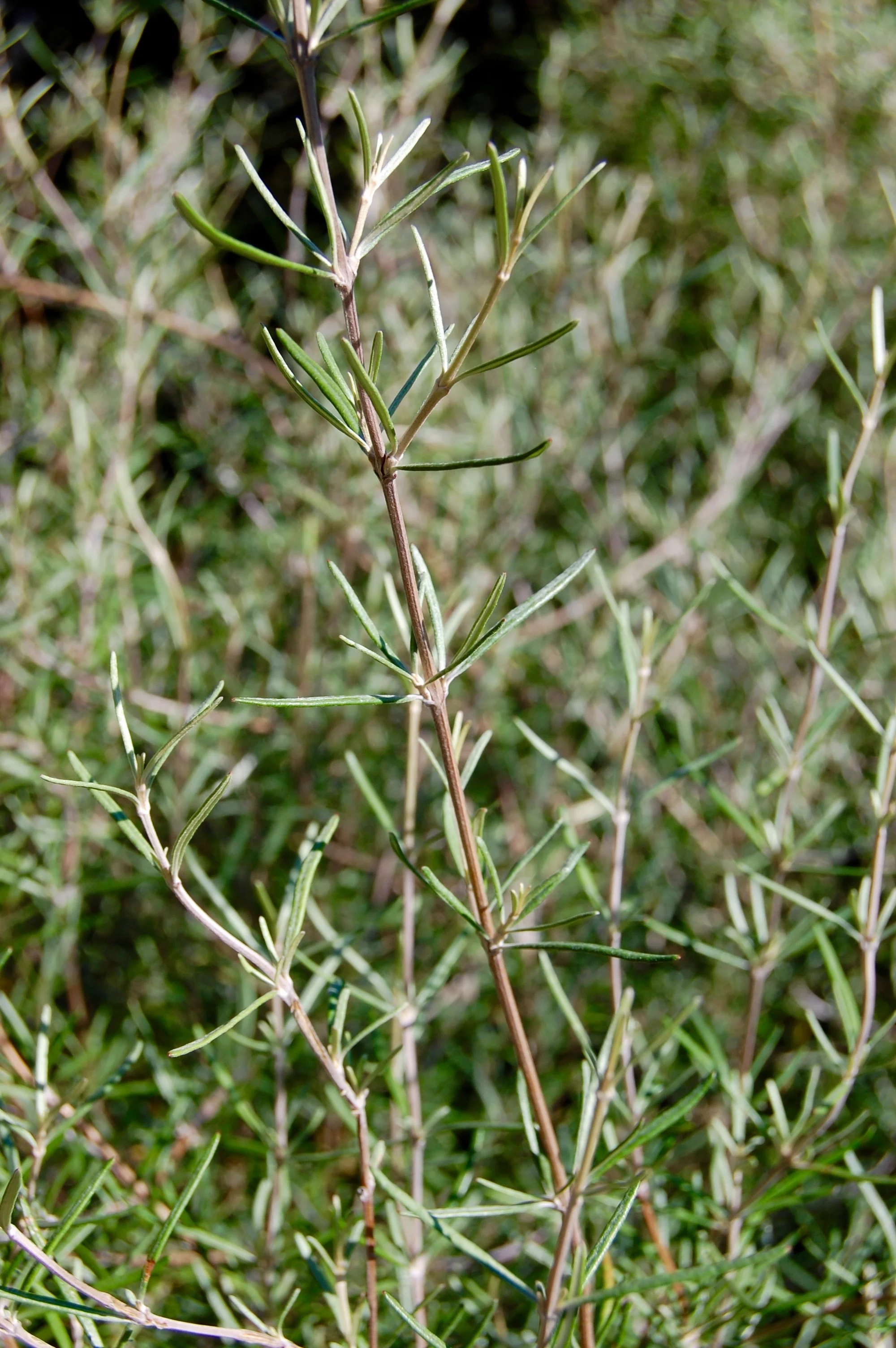 Olearia 'Dartonii' 2.jpg
