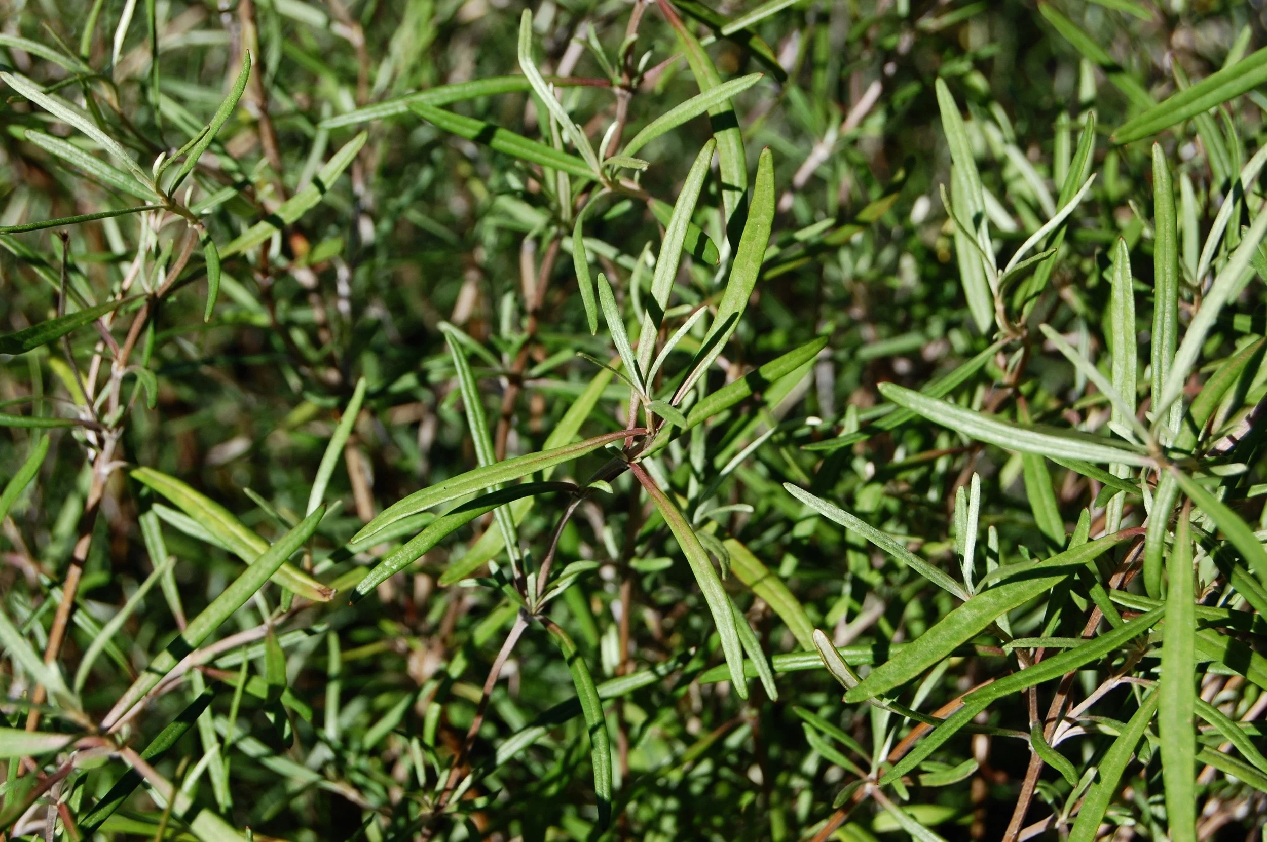 Olearia 'Dartonii' 1.jpg