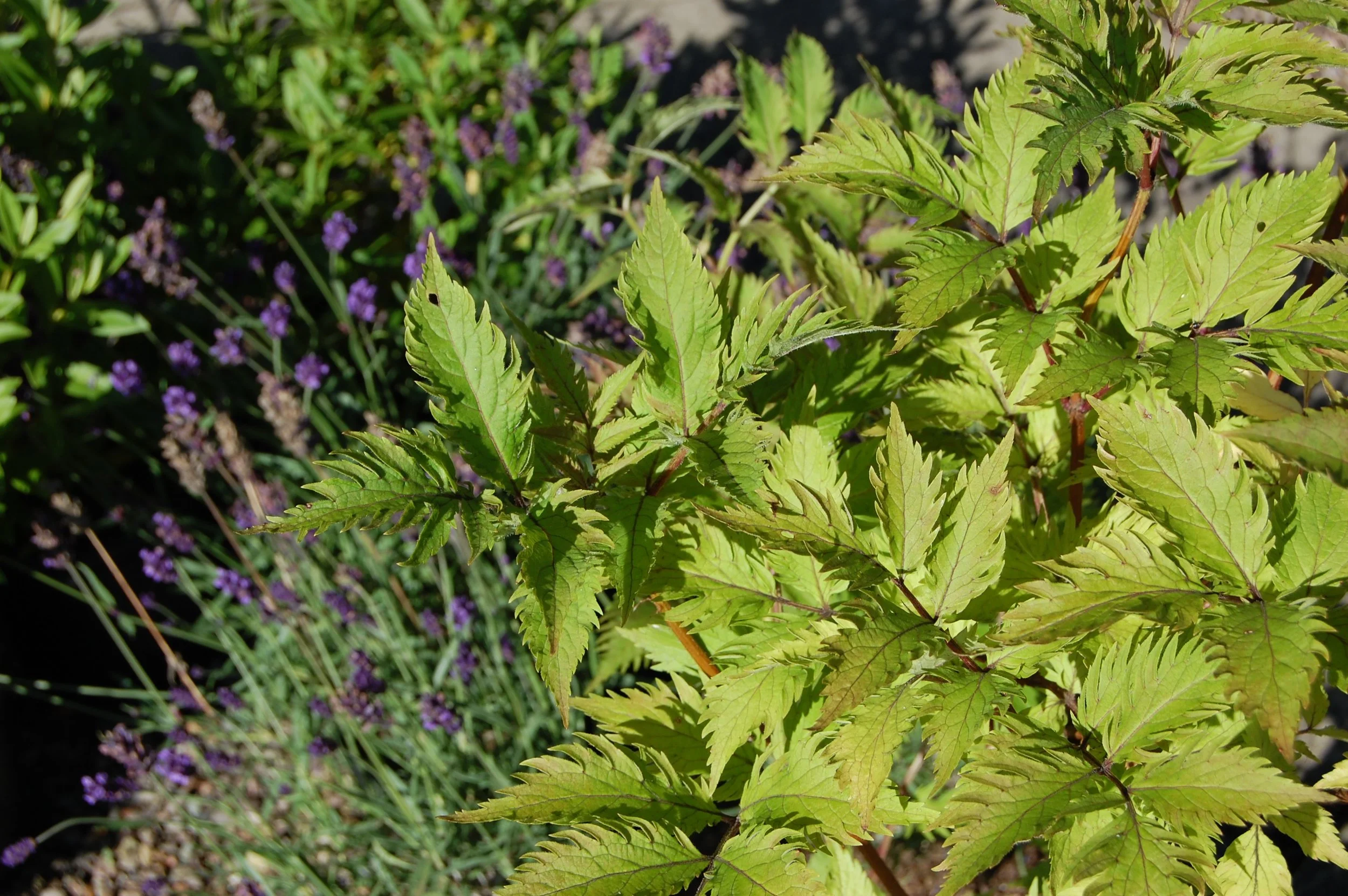 Sambucus Serenade 2.jpg