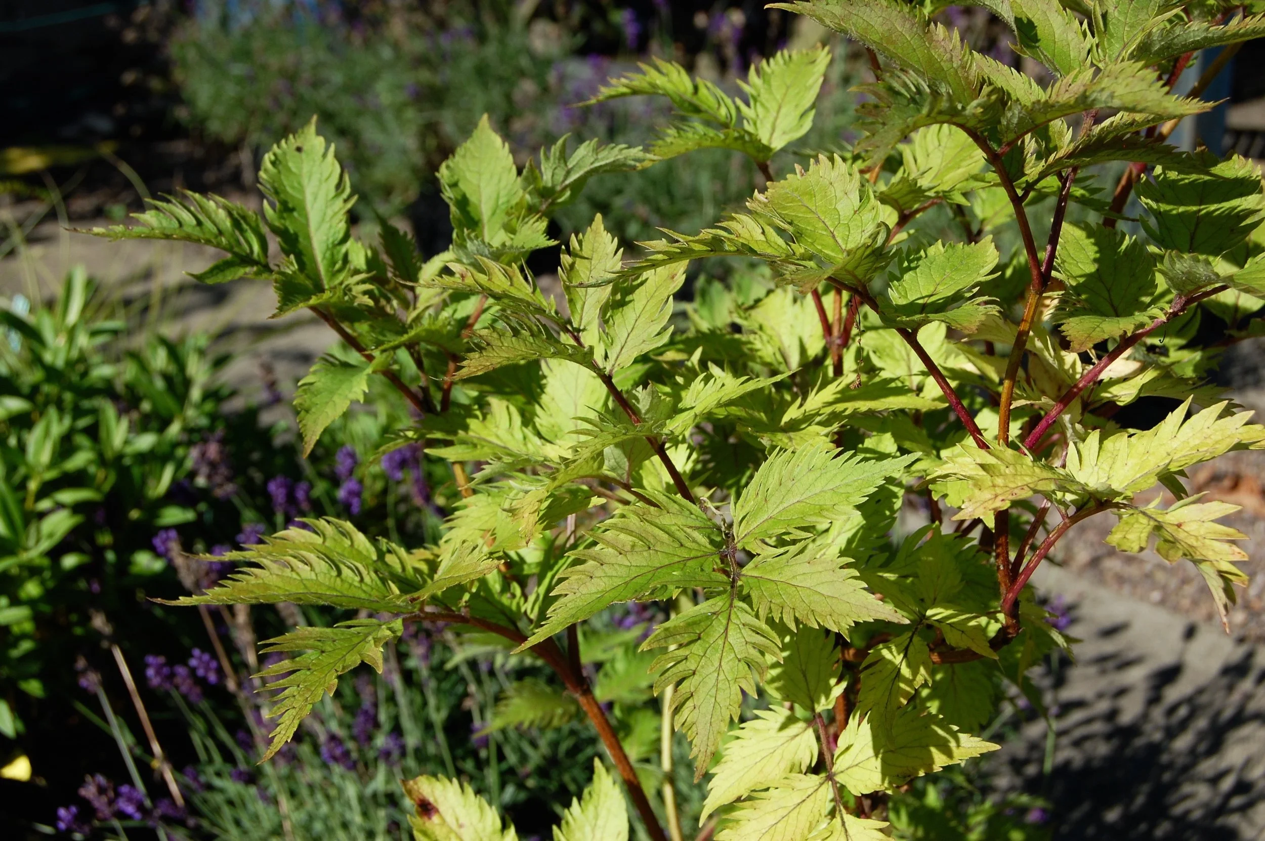 Sambucus Serenade 1.jpg