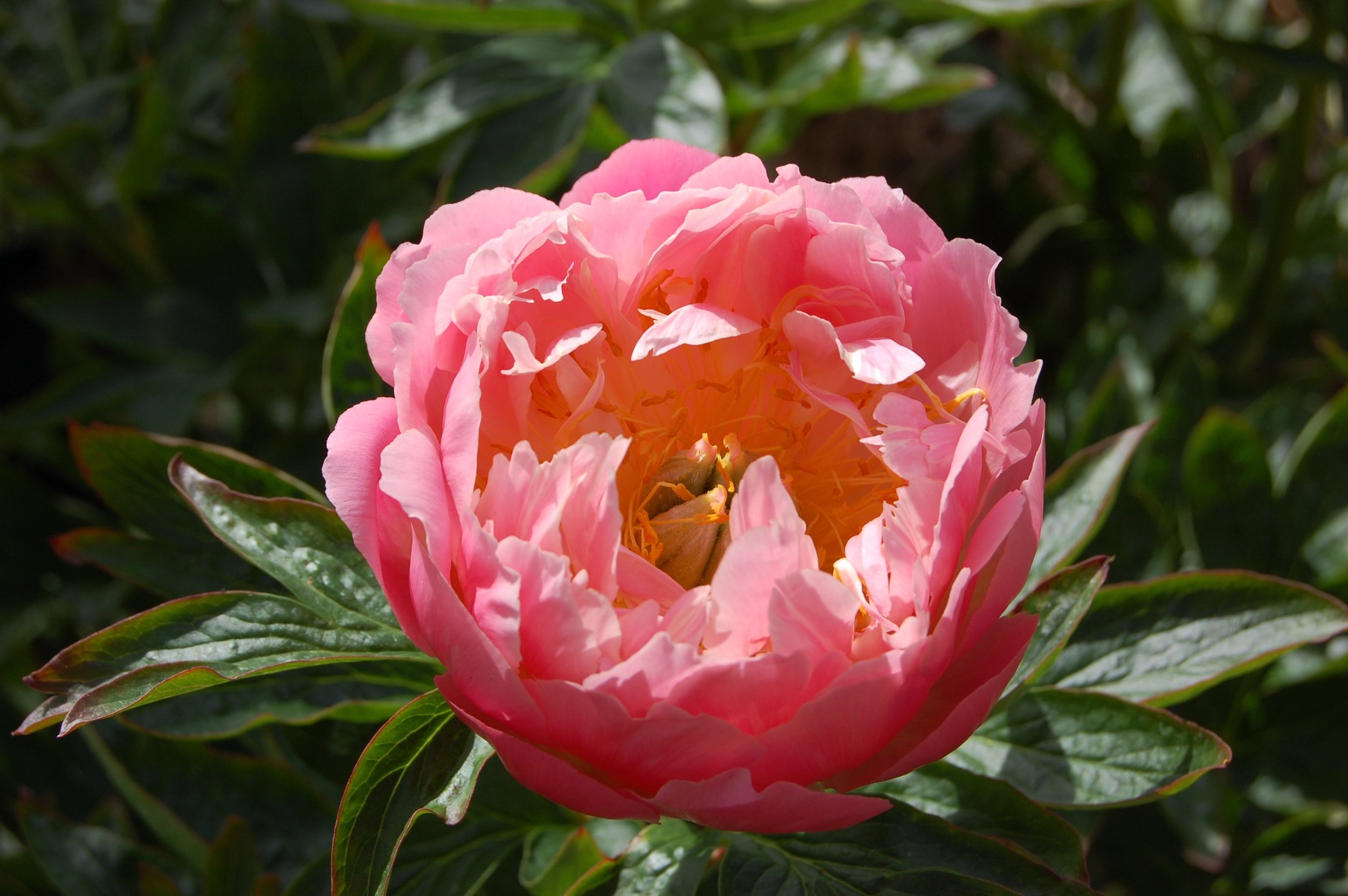 Paeonia 'Pink Hawaiian Coral'