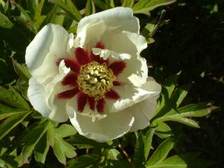 Paeonia (Intersectional) 'Pastel Splendor'