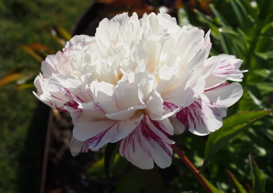 Paeonia lactiflora 'Candy Stripe'