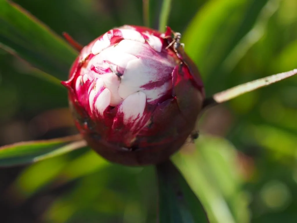 Paeonia lactiflora 'Candy Stripe'