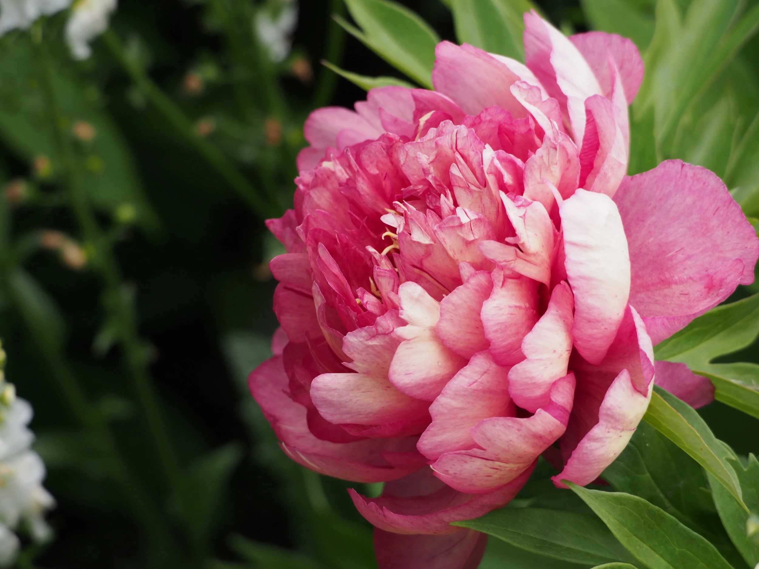 Paeonia (Intersectional) 'Hillary' — Binny Plants