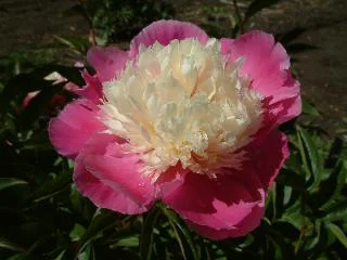 Paeonia 'Gay Paree'