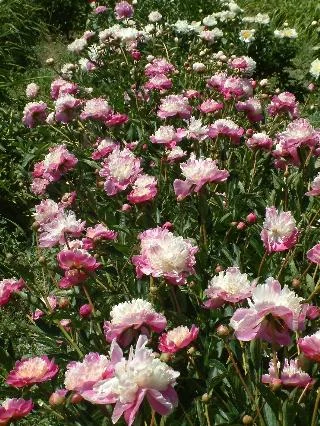 Paeonia 'Gay Paree'
