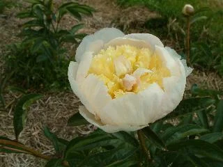 Honey Gold a.jpg