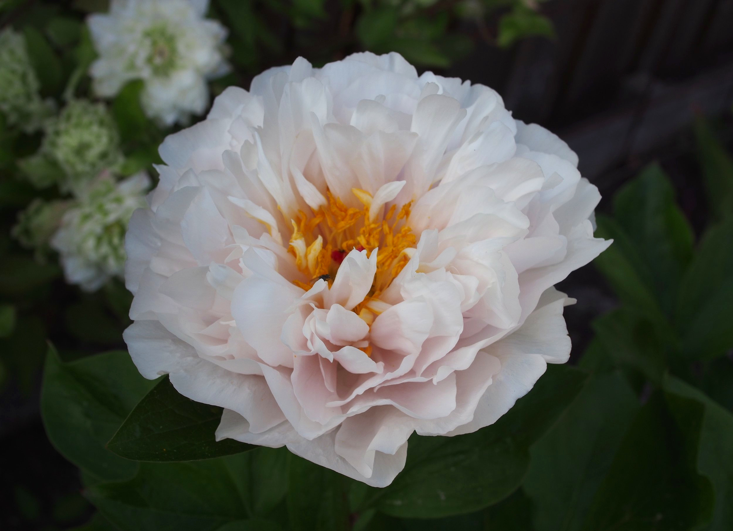 Paeonia 'Blushing Princess'