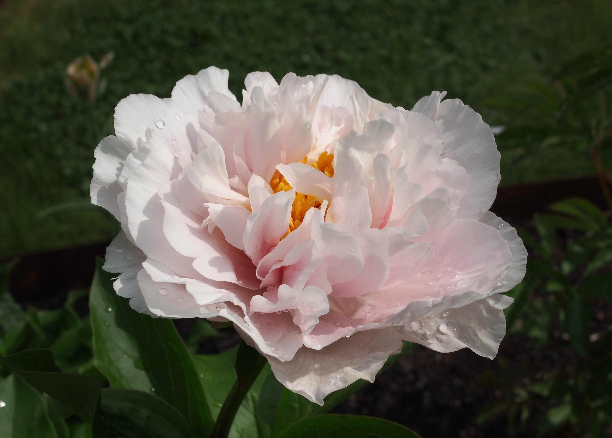 Paeonia 'Blushing Princess'