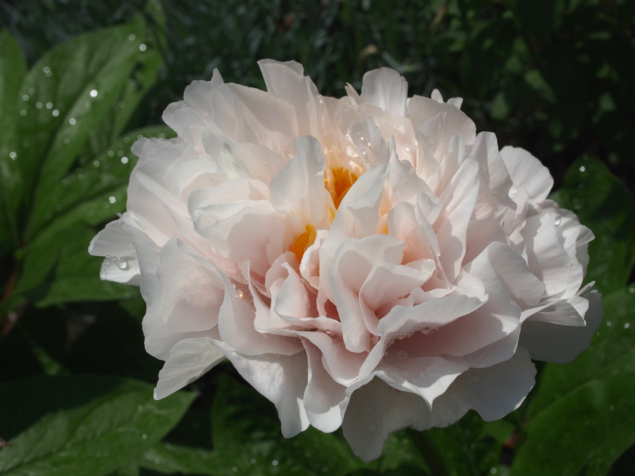 Paeonia 'Blushing Princess'