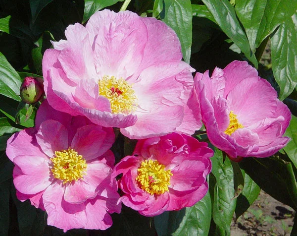 paeonia+color+magnet.jpg