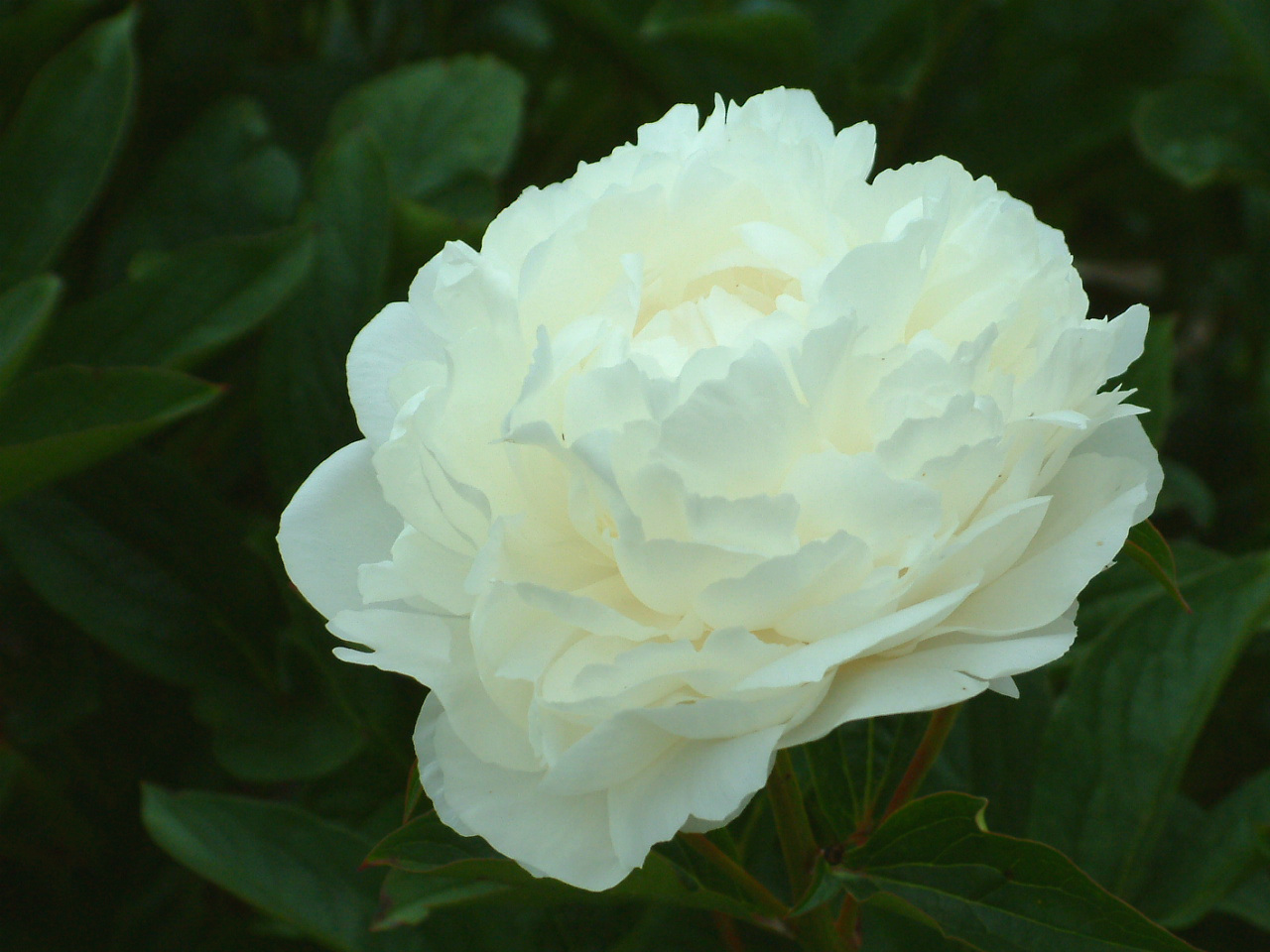paeonia+lactiflora+baroness+schroeder6.jpg