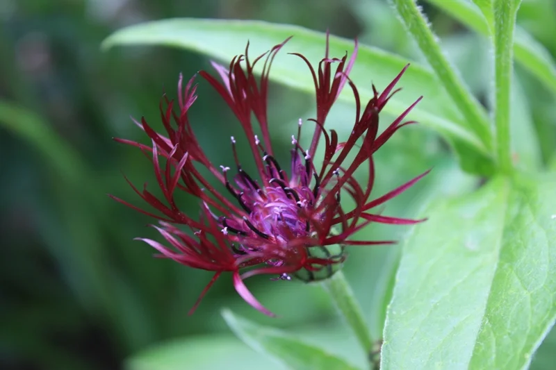 Centaurea 'Jordy'