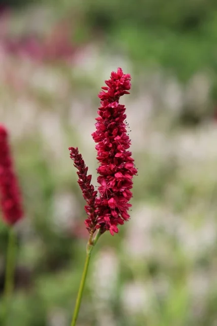 Persicaria amplex. 'Fat Domino'