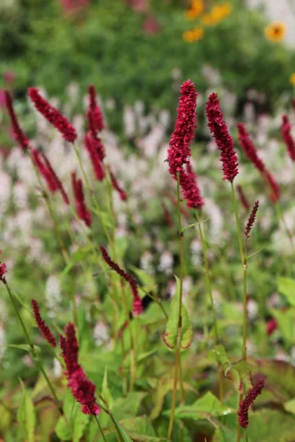 Persicaria amplex. 'Fat Domino'