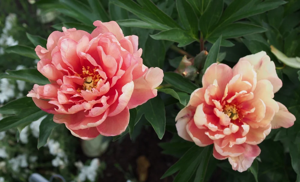 Intersectional Peonies Binny Plants