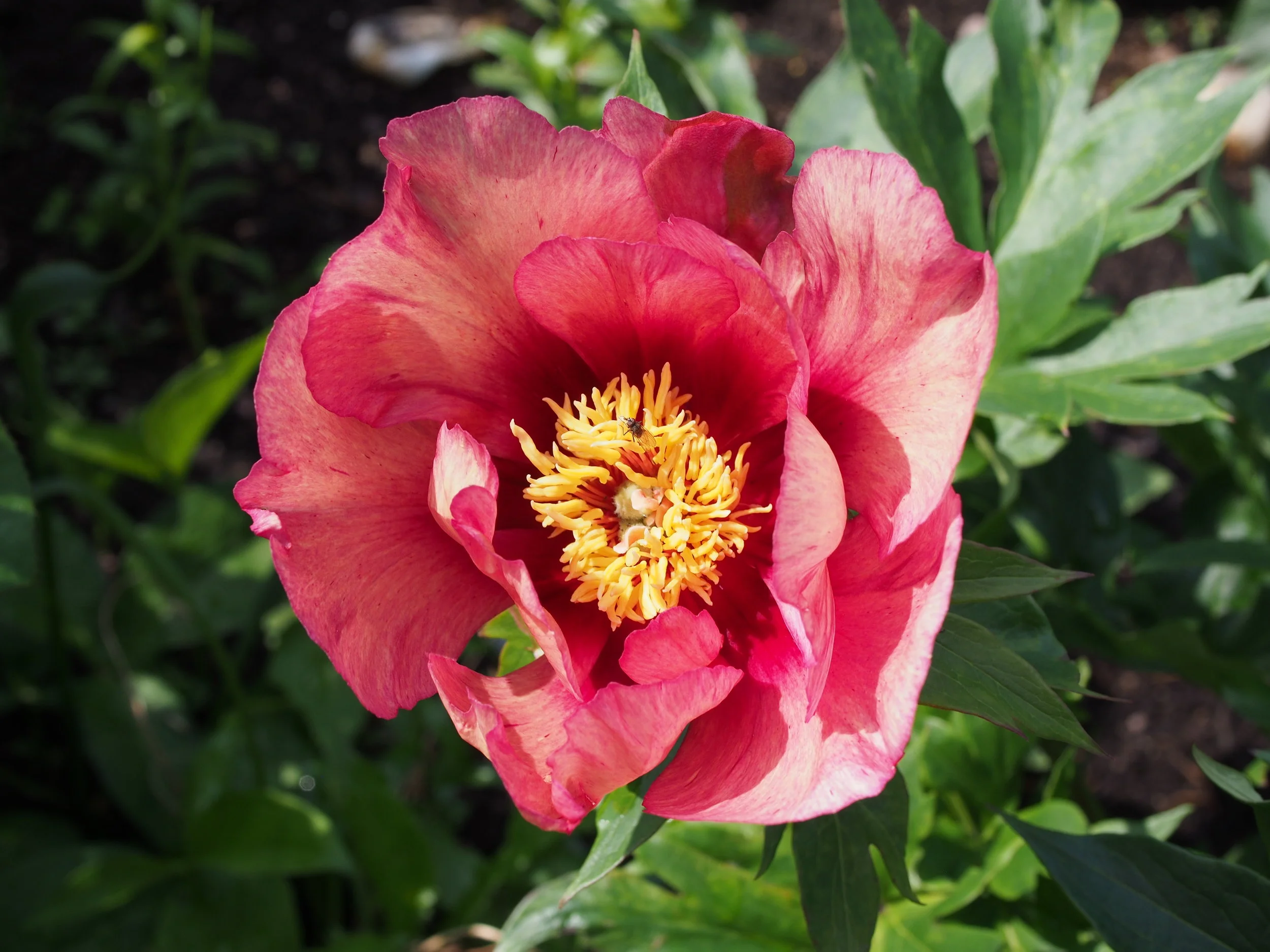 Intersectional peonies — Binny Plants