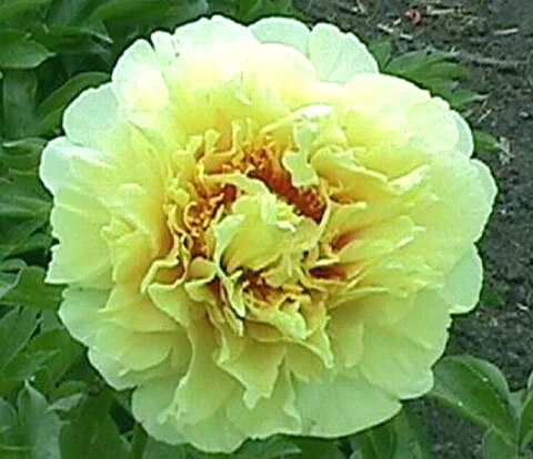 Paeonia (Intersectional) 'Prairie Charm'