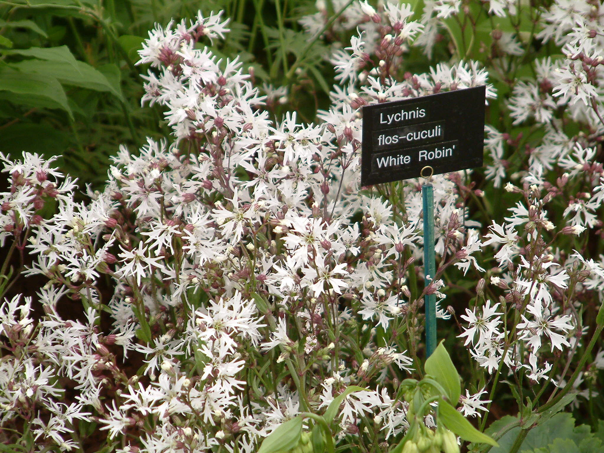 Lychnis flos-cuculi 'White — Binny Plants