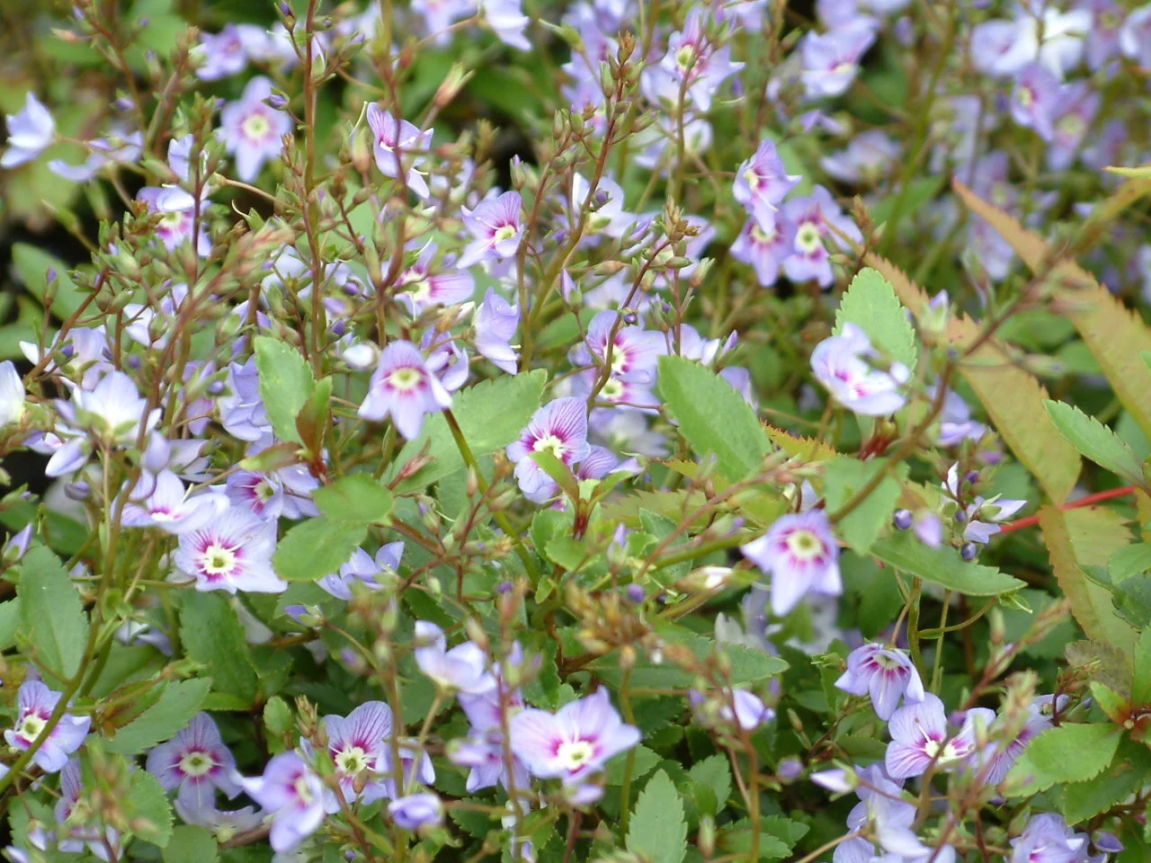 Parahebe catarractae var whittallii.jpg