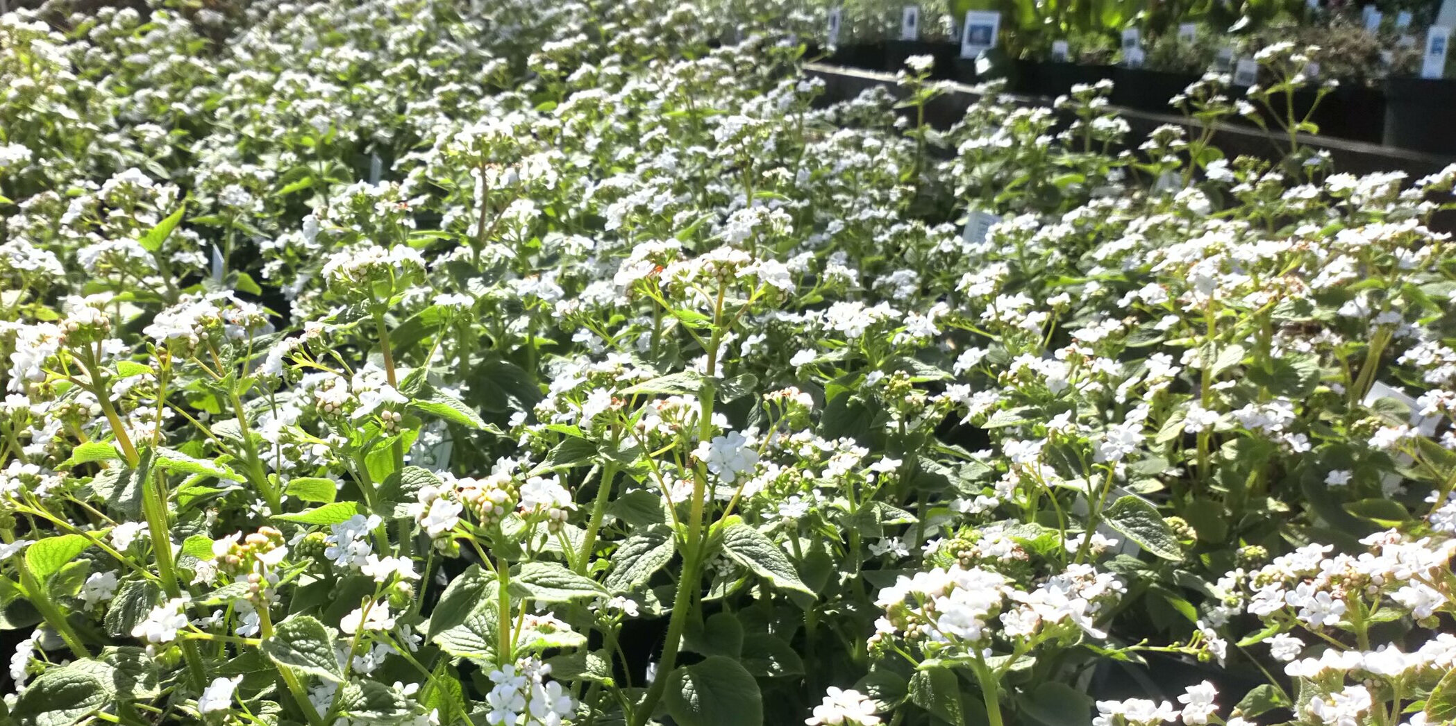 Brunnera+%27Betty+Bowring%272.jpg