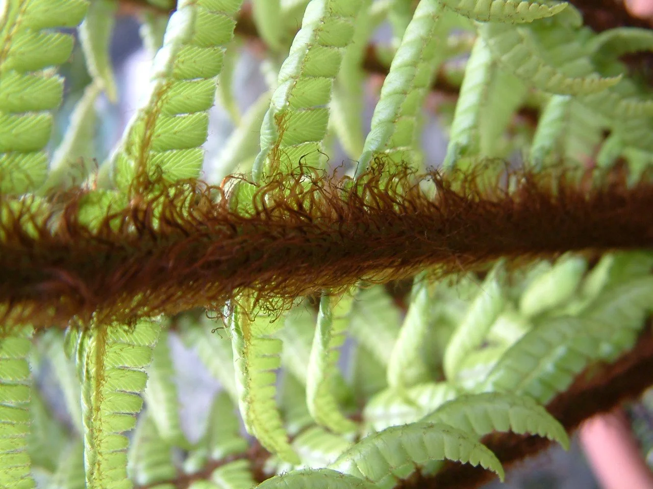 Dryopteris wallichiana2.jpg
