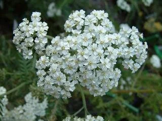 Achillea 'Schneetaler'