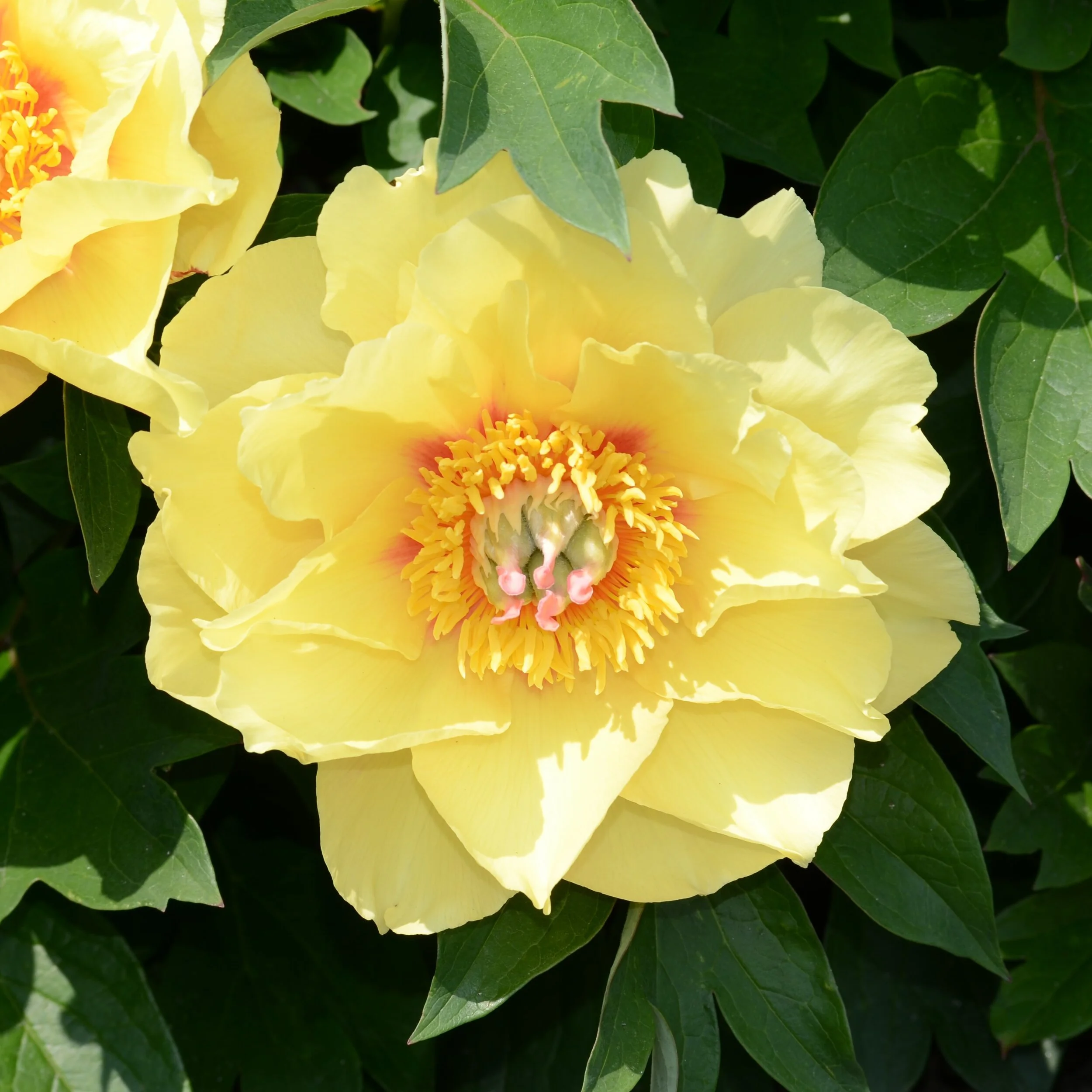 Paeonia (Intersectional) 'Sonoma Welcome'
