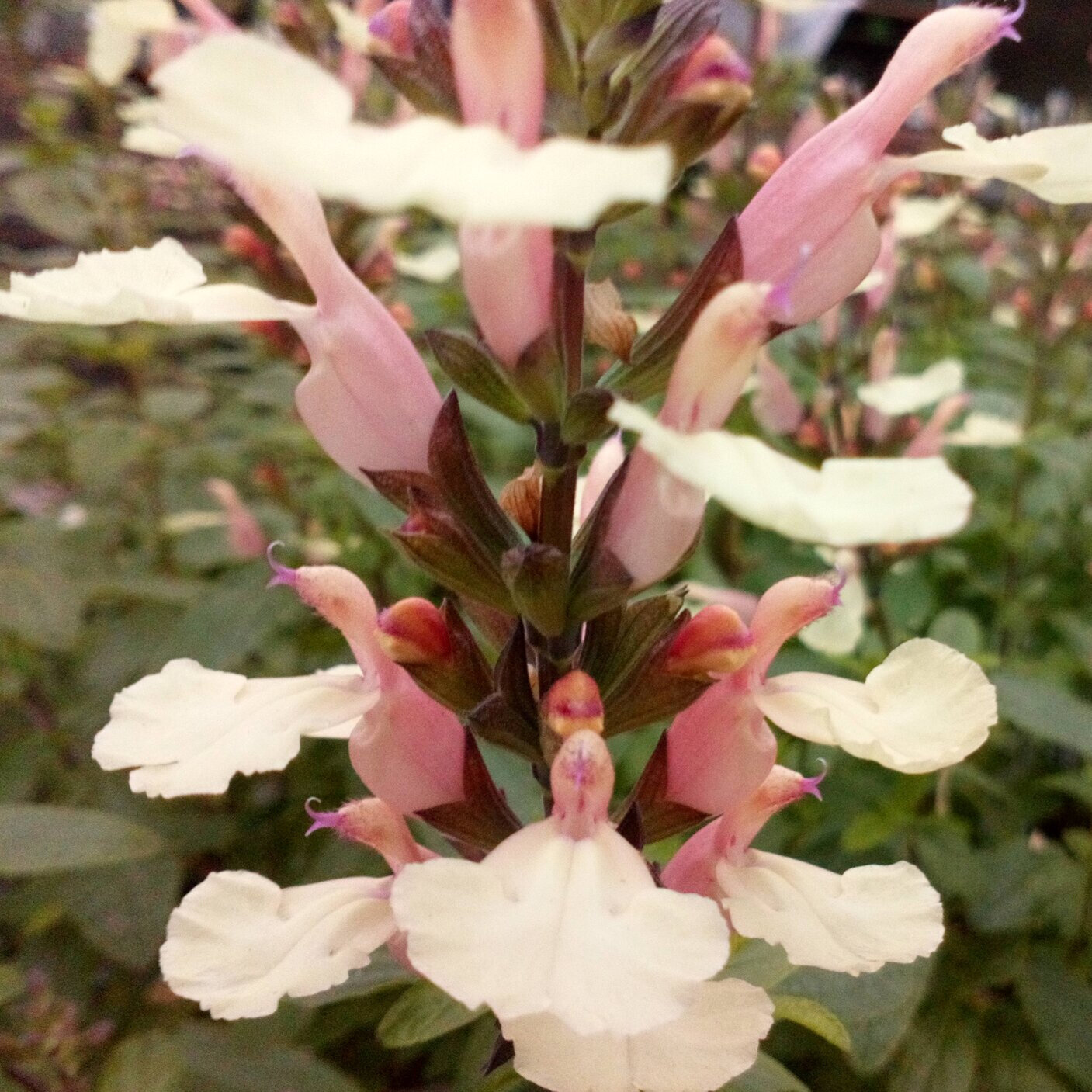 Salvia microphylla 'Trelissick Creamy Yellow'