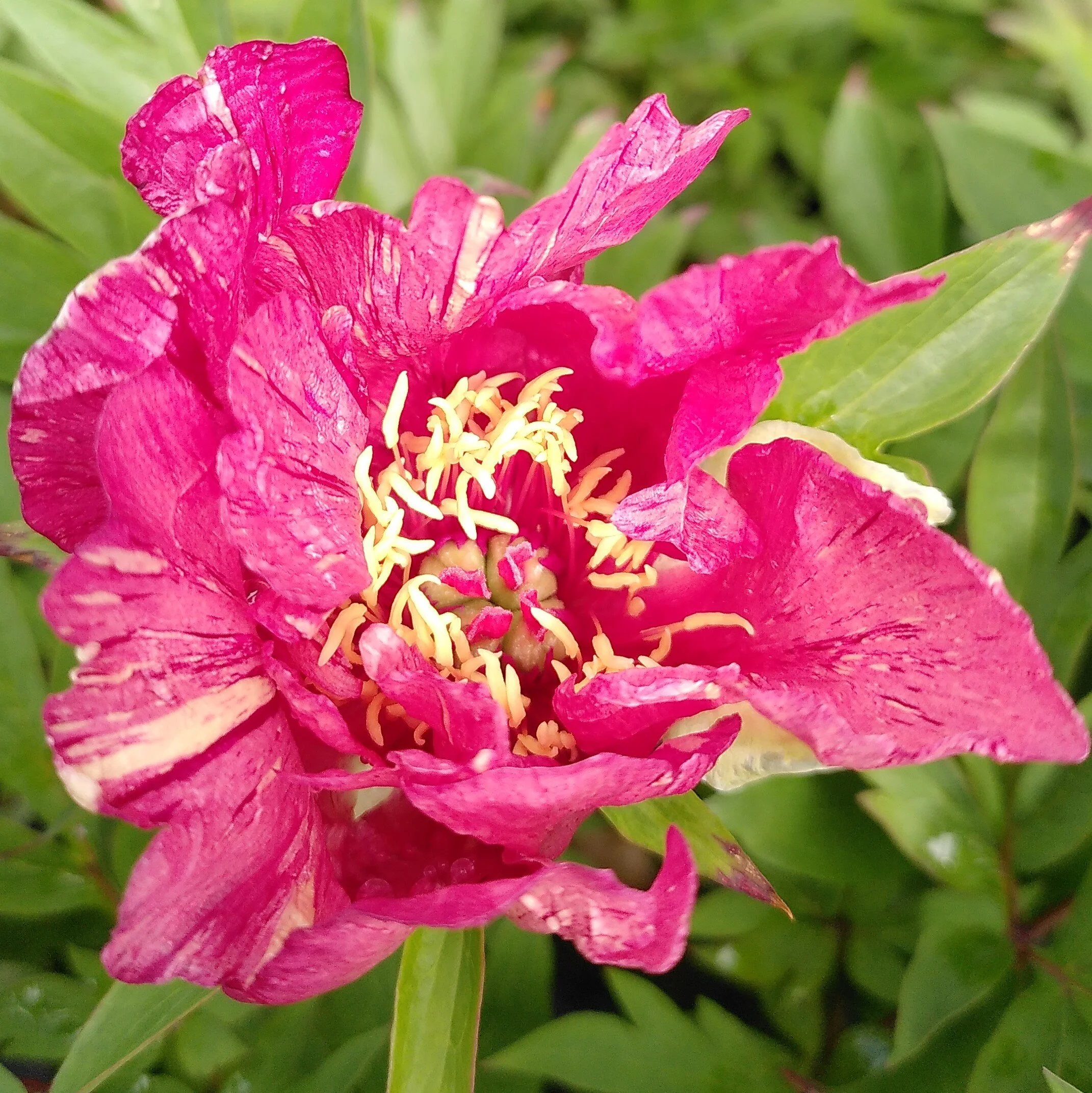 Herbaceous Peonies Intersectional Peonies — Binny Plants