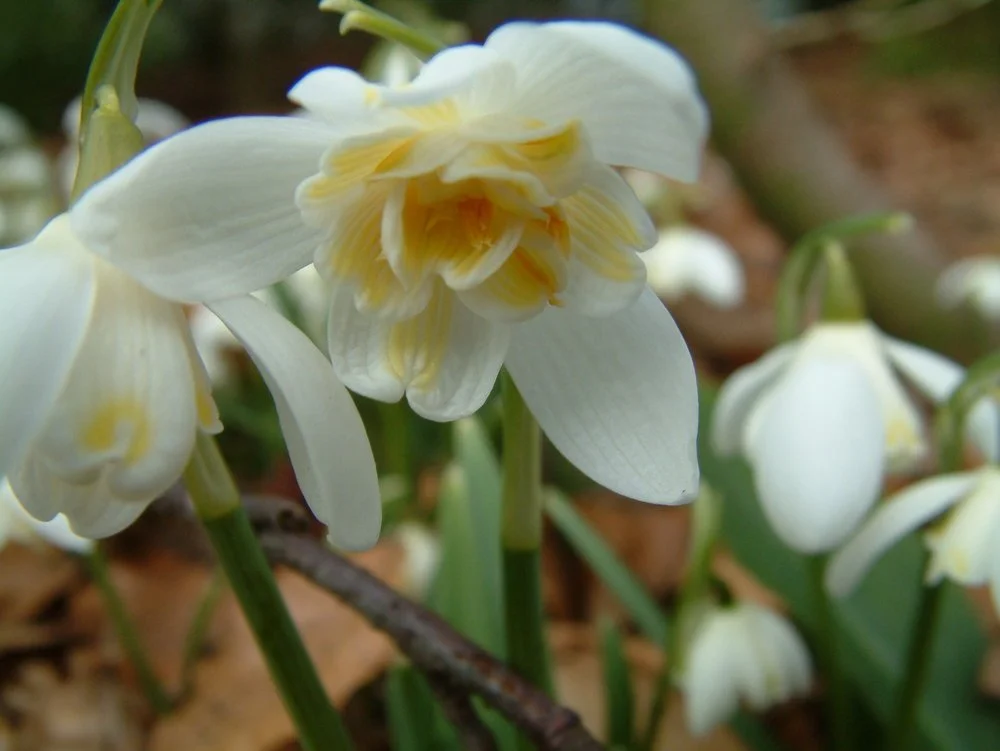 Galanthus nivalis f. pleniflorus 'Lady Elphinstone'