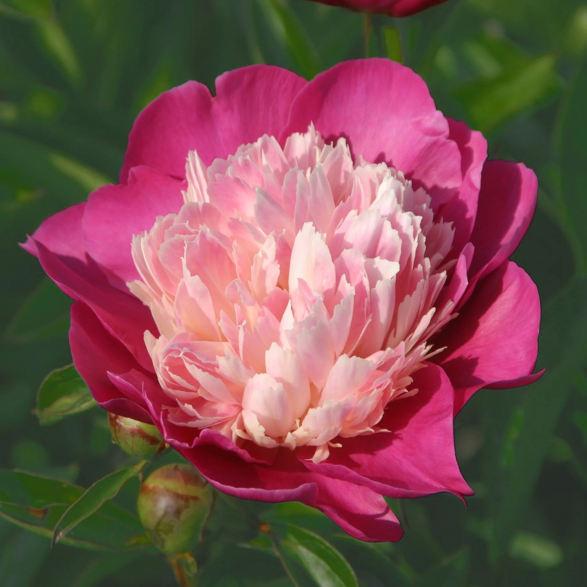 Paeonia 'Gay Paree'